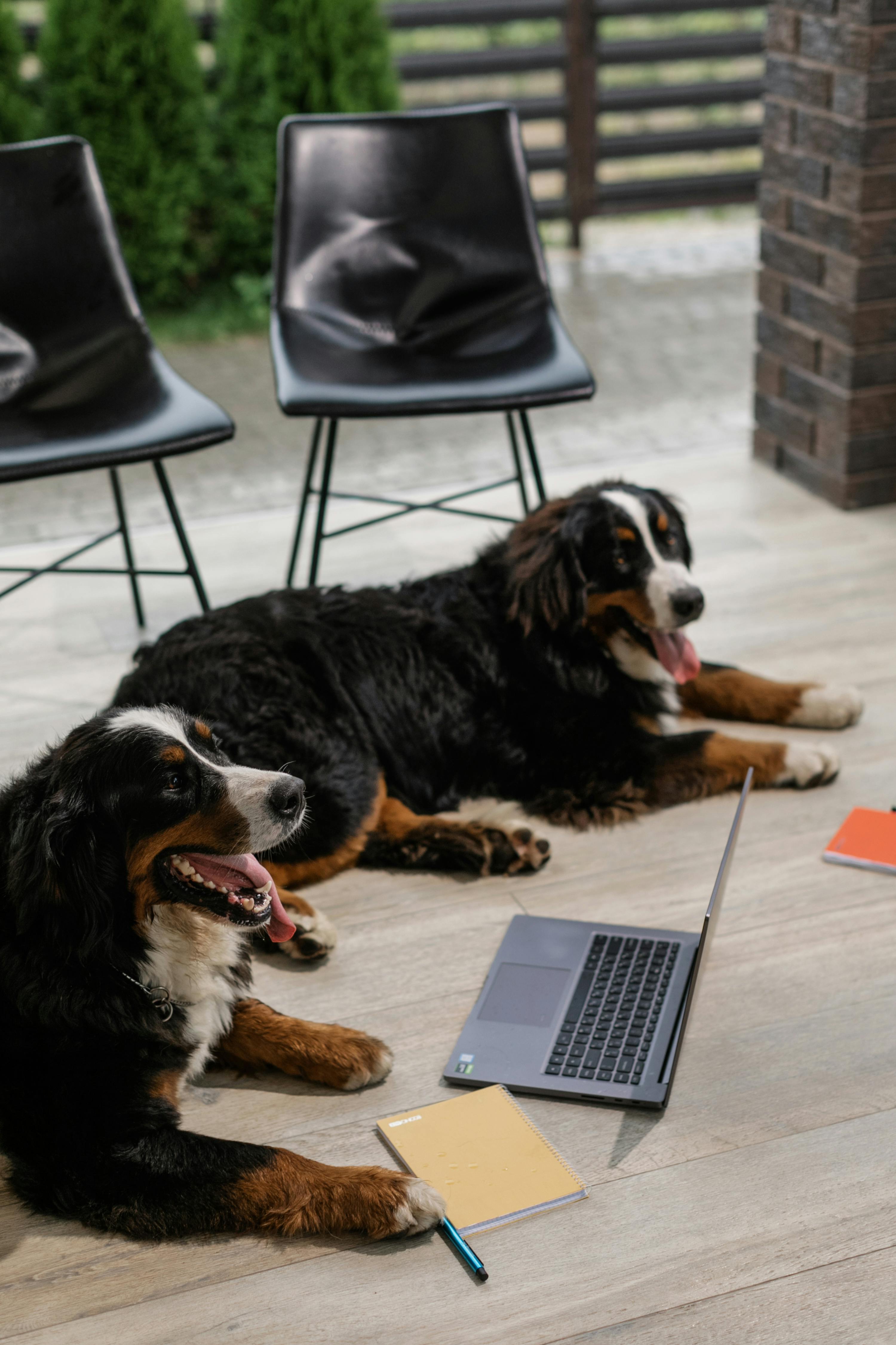 Porch Dogs